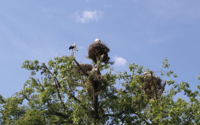 Der Bundesrat torpediert das Raumplanungsgesetz